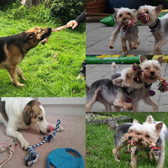Dog Rope Toy 12pcs