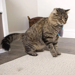 Katzenminze-Mäuse-Katzenspielzeug