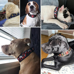 Reflective Dog Collar with Buckle Adjustable
