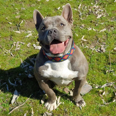 Reflective Dog Collar with Buckle Adjustable